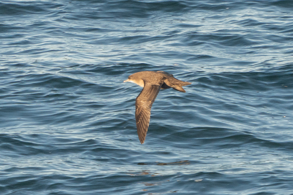Short-tailed shearwater flying low over the sea, brown plumage and long narrow wings