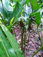 Goeppertia monophylla