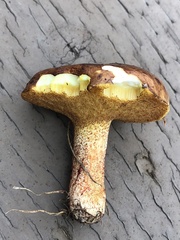 Suillus pungens