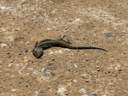 Eastern Bearded Dragon