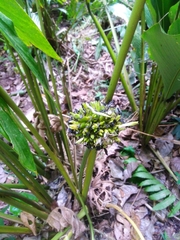 Goeppertia monophylla