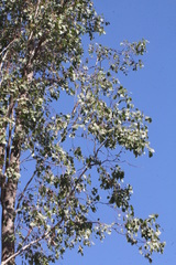 Eucalyptus populnea