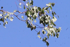 Eucalyptus populnea