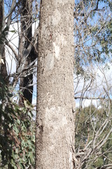Eucalyptus populnea