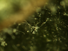 Phytophthora infestans