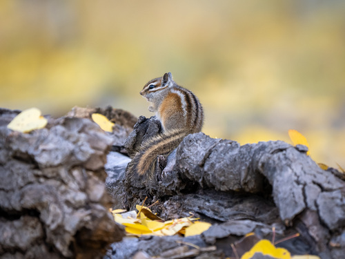 Gray-collared Chipmunk observed by mickeydylan