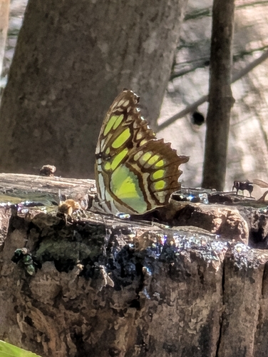 Malachite photo 4