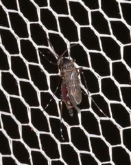 Aedes vigilax