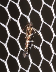 Stagmatophora argyrostrepta