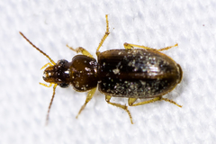 Stenolophini