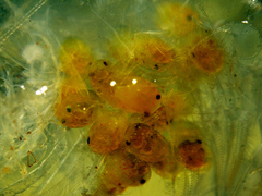 Neocaridina denticulata
