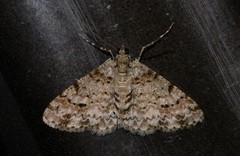 Myrioblephara desumpta