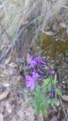 Lobelia aurita