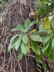 Couroupita guianensis