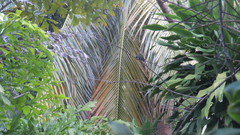 Cynanthus forficatus