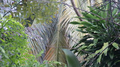 Cynanthus forficatus