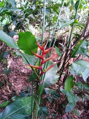 Heliconia farinosa