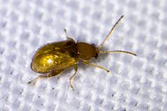 Aphthona