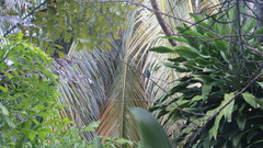 Cynanthus forficatus