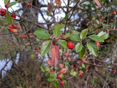 Cotoneaster simonsii