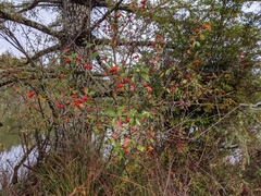 Cotoneaster simonsii