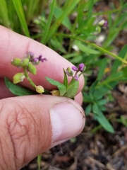 Polygala polygama