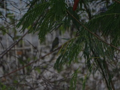 Passerina leclancherii