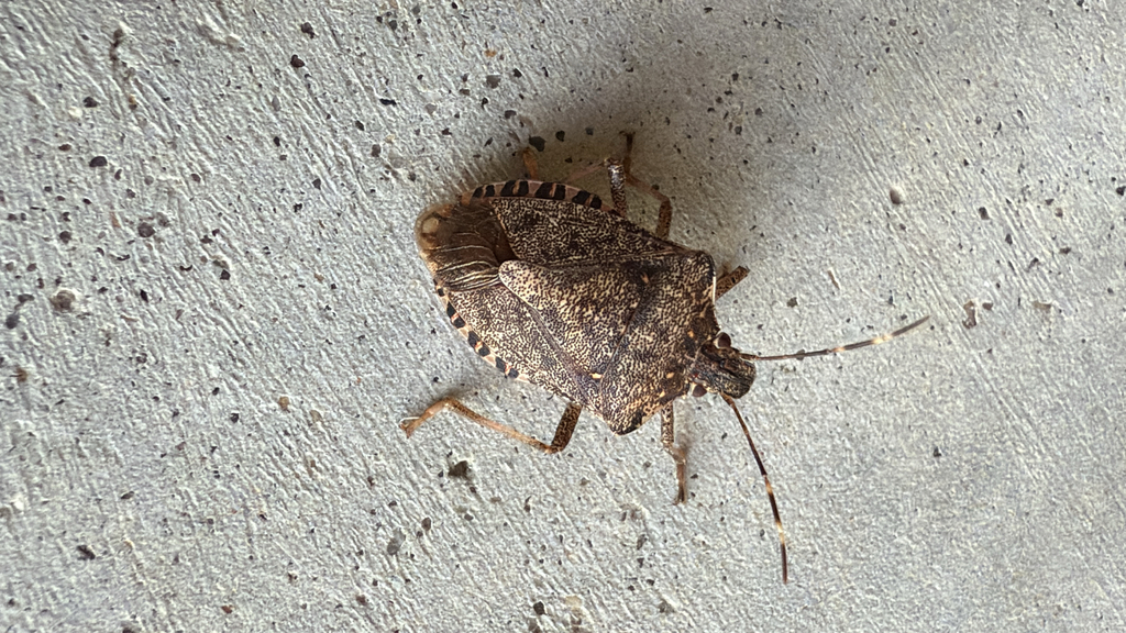 Brown Triangular Bug Brown Marmorated Stink Bug from SR-264, Ferdinand, IN, US on November 3 ...