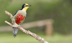 Melanerpes flavifrons