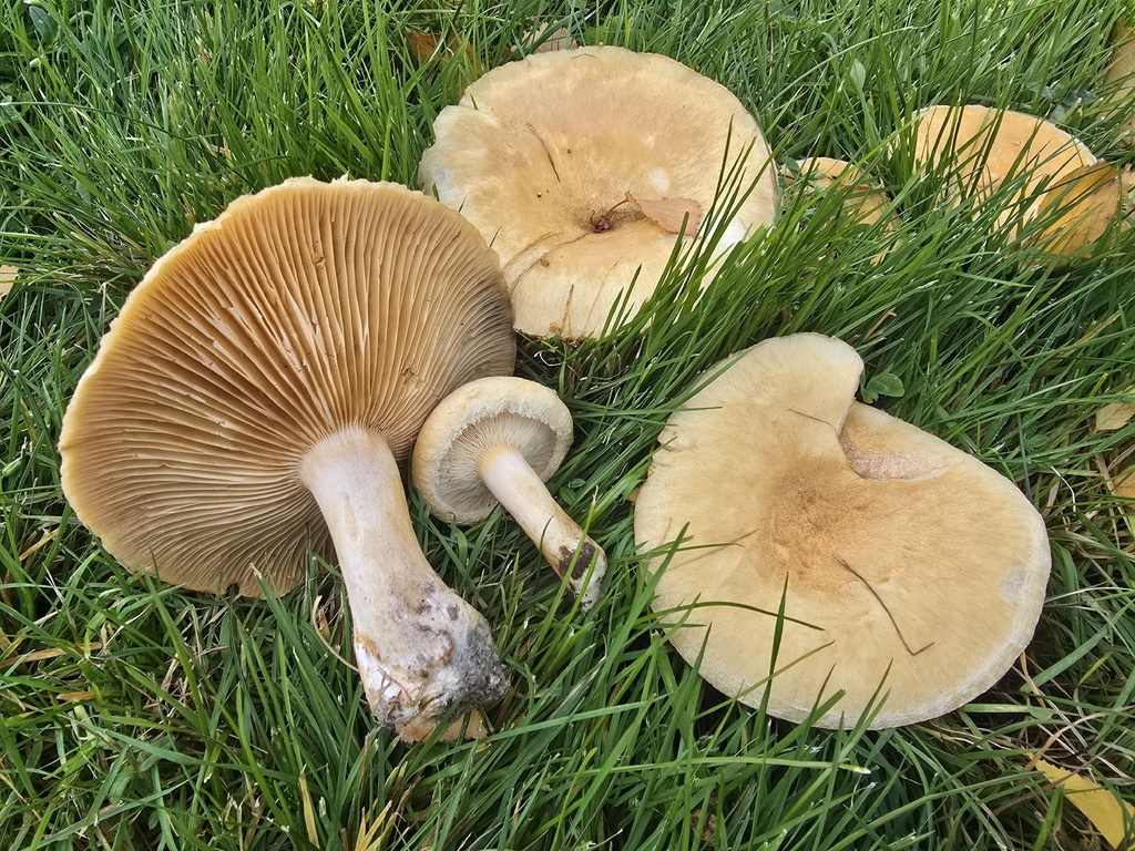 Lactarius pubescens betulae