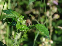 Omyta centrolineata siccior
