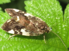 Acontia bicolora