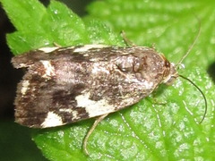 Acontia bicolora