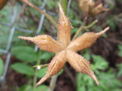 Dictamnus dasycarpus