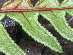 Aleuritopteris argentea