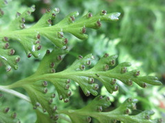 Dennstaedtia wilfordii