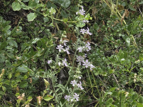 butterfly flower (Schizanthus pinnatus)