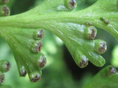 Dennstaedtia wilfordii