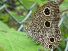 Ypthima motschulskyi