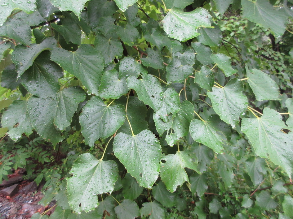 Hovenia dulcis
