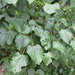 Hovenia dulcis - Photo (c) onidiras-iNaturalist, μερικά δικαιώματα διατηρούνται (CC BY-NC), uploaded by onidiras-iNaturalist