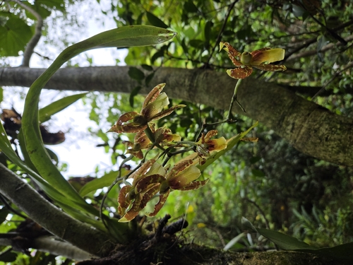Oncidium schroederianum