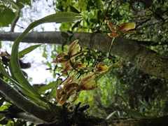 Oncidium schroederianum