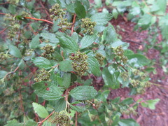 Spiraea cantoniensis