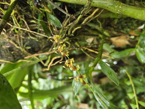 Spotted Column Dancing Lady (Oncidium poikilostalix)