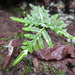 Silver Cloak Fern - Photo (c) onidiras-iNaturalist, some rights reserved (CC BY-NC), uploaded by onidiras-iNaturalist