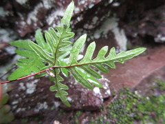 Aleuritopteris argentea
