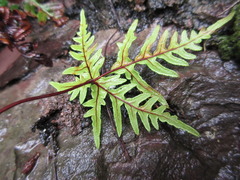 Aleuritopteris argentea