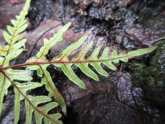 Aleuritopteris argentea