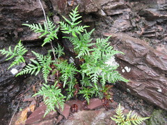 Aleuritopteris argentea